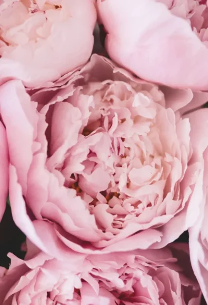 Peut-on faire sécher une fleur de pivoine ? Gros plan sur des pivoines roses fraîchement coupées - Les pensées de Lily