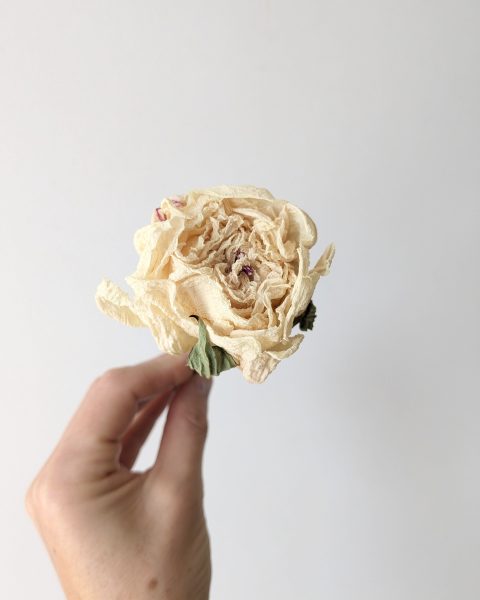 Pivoine stabilisée séchée article