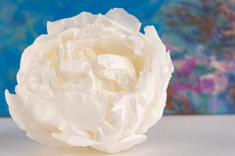 Pivoines stabilisées blanches présentées en boîte de trois