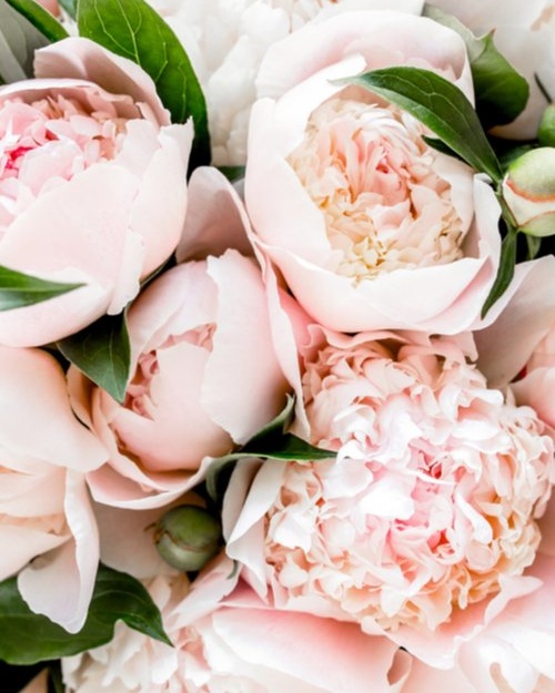 Pivoine stabilisée s blog